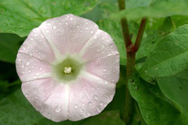 Convolvulus flowers on green background clipart