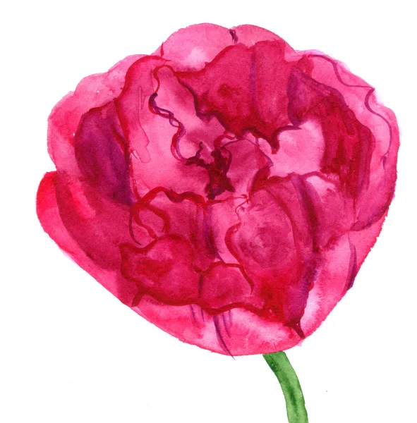 Tulipano rosa. Dipinti a mano in acquerello . — Foto Stock