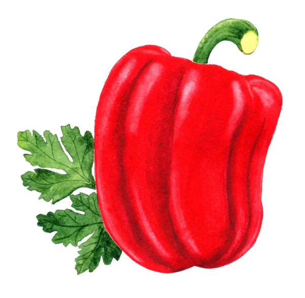 Red bell pepper in watercolor isolated on white — Stock Photo, Image