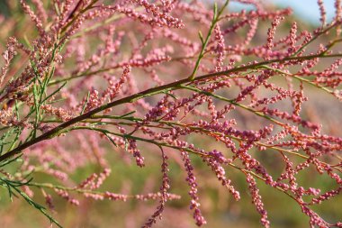 Kiraz çiçekleri veya Sakura sabah