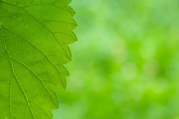 Textura de folha verde close-up no fundo verde — Fotografia de Stock