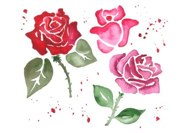 Kırmızı gül. El suluboya ile boyalı.