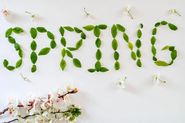 Inscription spring with green leaves on white — Stock Photo, Image