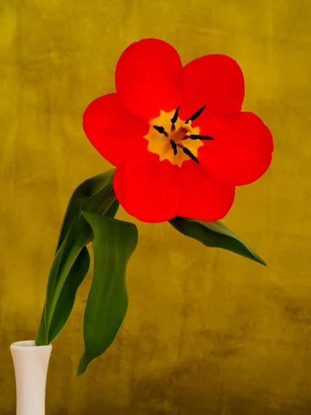 Czerwone tulipany w wazonie — Zdjęcie stockowe