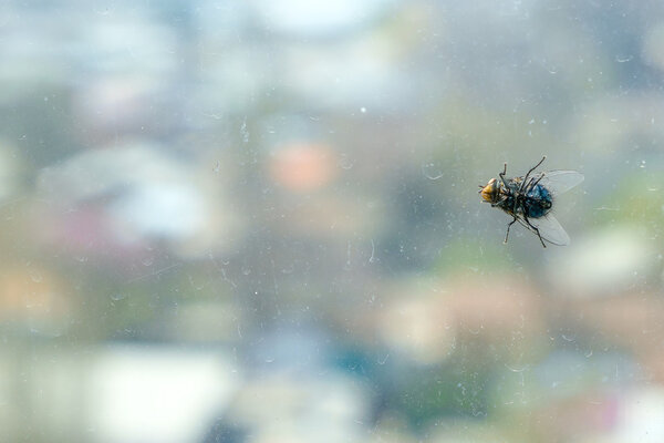 Big fly sitting on the window