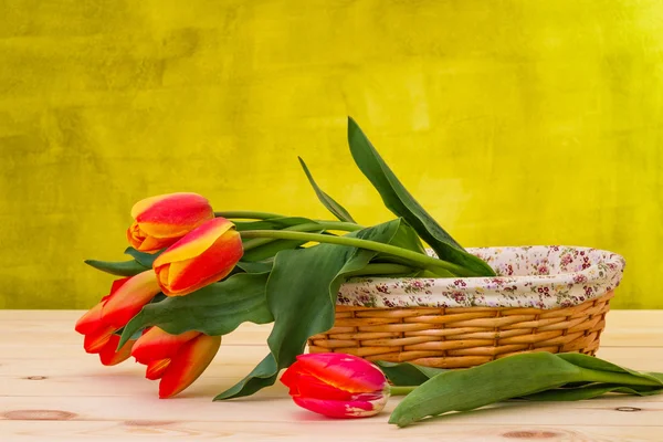Colorful flowers tulips — Stock Photo, Image