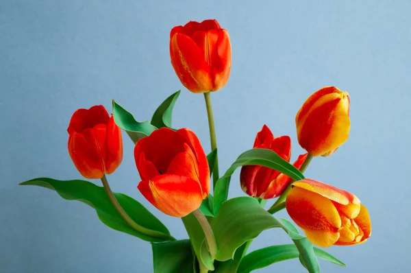 Colorful tulips on blue background — Stock Photo, Image