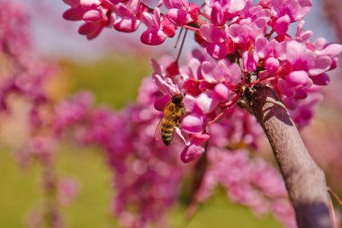 Nektar Pembe çiçek toplama arı.