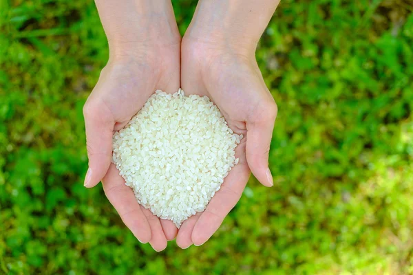 Arroz en manos de mujer abierta sobre fondo de hierba verde —  Fotos de Stock