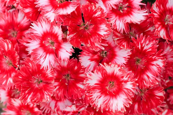 Fondo de flores rojas, fondo floral — Foto de Stock