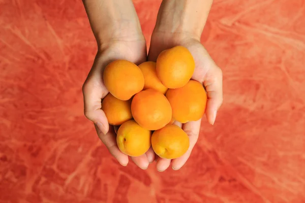 Yellow ripe apricots in woman's hands on red background — Stock Photo, Image