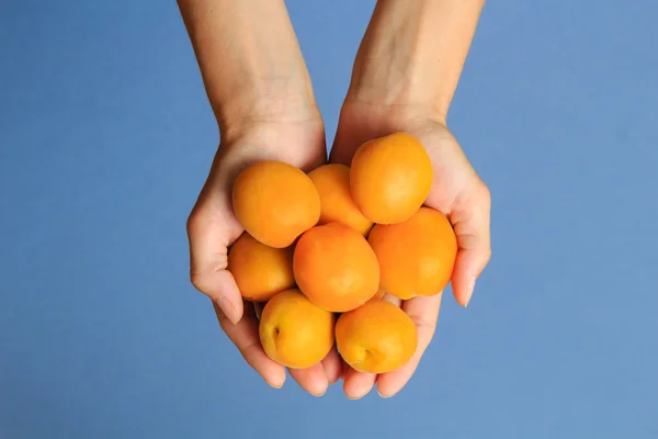 Yellow ripe apricots in woman's hands on blue background — Stock Photo, Image