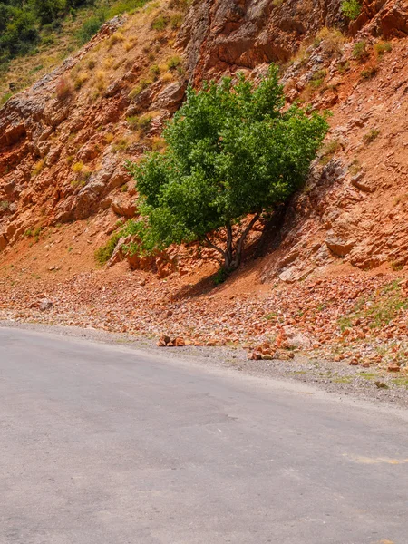 Tree on the hillside. View of Tien-Shan Mountains in Uzbekistan. — Stock fotografie