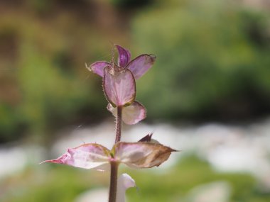 Çiçekler adaçayı (Salvia hormium) Dağları yakın çekim, seçici odak, sığ derinlik-in tarla