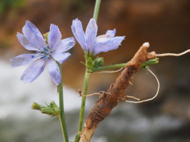 Çiçekler, hindiba ve hindiba kökü