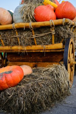 Sonbaharda hasat festival kutluyor.