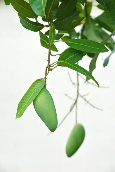 Mango Verde Con Hoja Verde Colgando Del Árbol Mango — Foto de Stock