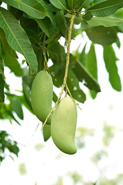 Mangoes Hanging Tree Green Leaf — Stock Photo, Image