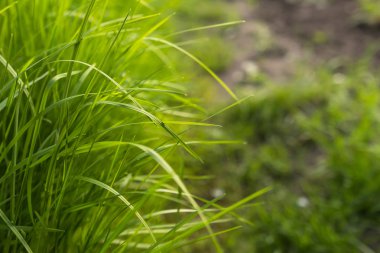 Yeşil Çimen Arkaplanı.
