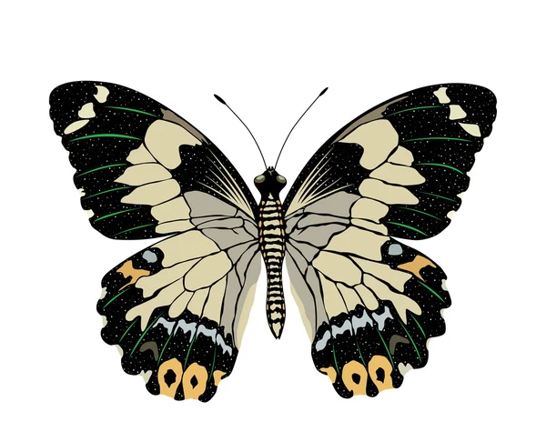 Motýl izolovaných na bílém. — Stockový vektor