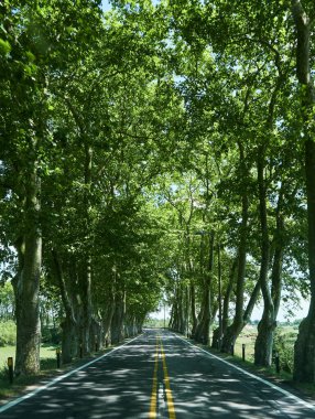 Uruguay 'daki bir ağaç tünelinden geçen araba rotasından bir resim.