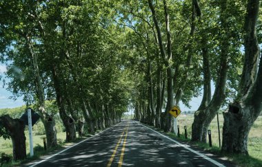 Uruguay 'daki bir ağaç tünelinden geçen araba rotasından bir resim.