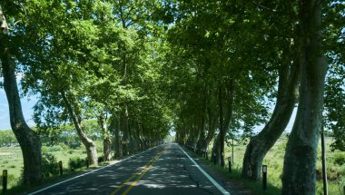 Uruguay 'daki bir ağaç tünelinden geçen araba rotasından bir resim.