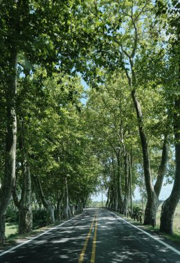 Uruguay 'daki bir ağaç tünelinden geçen araba rotasından bir resim.