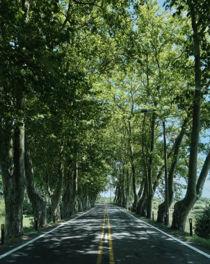 Uruguay 'daki bir ağaç tünelinden geçen araba rotasından bir resim.
