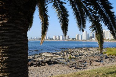 Punta del este manzarası, Maldonado, bir palmiyenin arkasındaki kıyı şeridi.