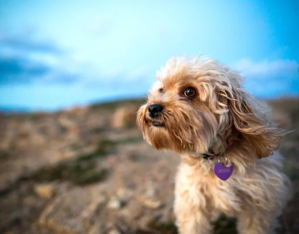 Primo Piano Del Muso Cane Barboncino Misto Razza Beige Con — Foto Stock