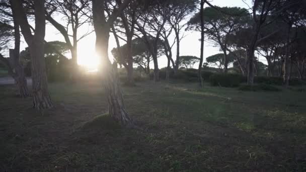 Solo Blogueiro Viajante Mulher Passar Tempo Natureza Floresta Pinheiros Perto — Vídeo de Stock