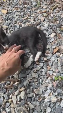 Bir kadın çakıl üzerinde bir kedi yavrusuyla oynar; bir kardeş geldiğinde, ilk kedi yavrusu pençesiyle onu uzağa iter. Dikey 4K 60fps.