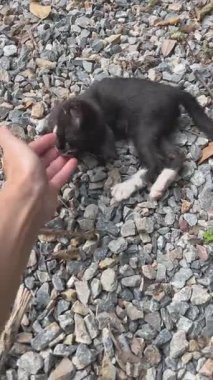Gri çakıl taşlarına uzanmış küçük siyah bir kedi yavrusuyla oynayan bir kadının dikey görüntüsü. Sevimli hayvan etkileşimi, 4K.