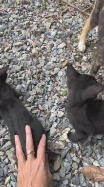 Bir kedi yavrusu karnını okşamak için sırtüstü döner, sonra anne kedi yavrusunu yalamak ve tımar etmek için gelir. Dikey 4K 60fps