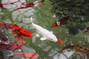 Akvaryumdaki beyaz ve kırmızı balıklar