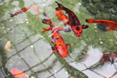 Akvaryumdaki kırmızı ve siyah balıklar