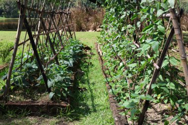 Organik uzun fasulyeler bahçede sebze yetiştirmek için tırmanıyor.