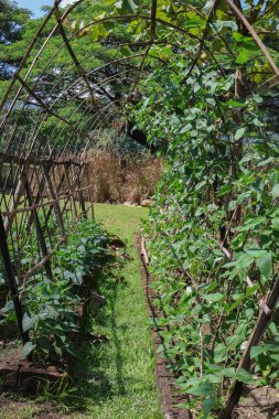 Organik uzun fasulyeler bahçede sebze yetiştirmek için tırmanıyor.