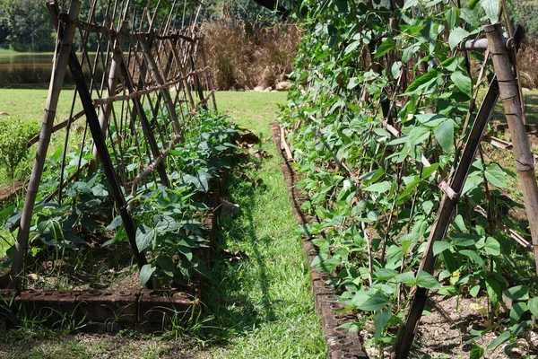 Organik uzun fasulyeler bahçede sebze yetiştirmek için tırmanıyor.