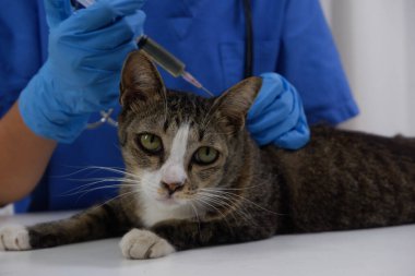 Kedi veteriner tarafından veteriner kliniğinde aşı oluyor..
