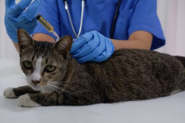 Kedi veteriner tarafından veteriner kliniğinde aşı oluyor..