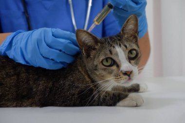 Kedi veteriner tarafından veteriner kliniğinde aşı oluyor..