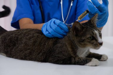 Kedi veteriner tarafından veteriner kliniğinde aşı oluyor..