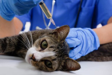 Kedi veteriner tarafından veteriner kliniğinde aşı oluyor..