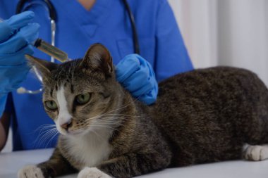 Kedi veteriner tarafından veteriner kliniğinde aşı oluyor..