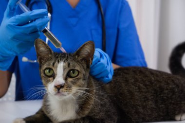 Kedi veteriner tarafından veteriner kliniğinde aşı oluyor..
