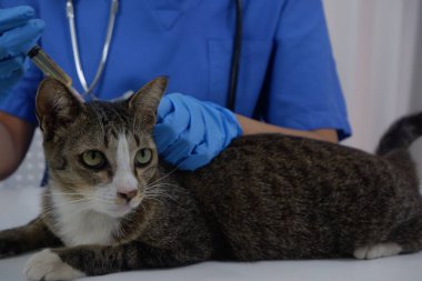 Veteriner doktor, veteriner kliniğinde hasta bir kediyi kontrol ediyor.