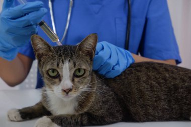 Veteriner doktor, veteriner kliniğinde hasta bir kediyi kontrol ediyor.