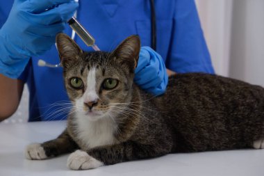 Kedi veteriner tarafından veteriner kliniğinde aşı oluyor..